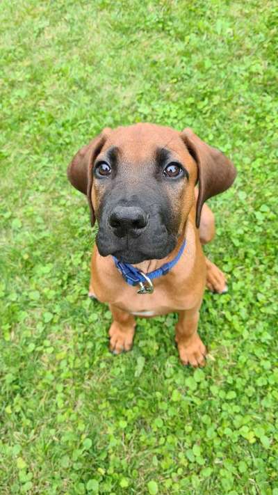 Die Dogorama Kalender Challenge Titelbild-Beitrag-Bild