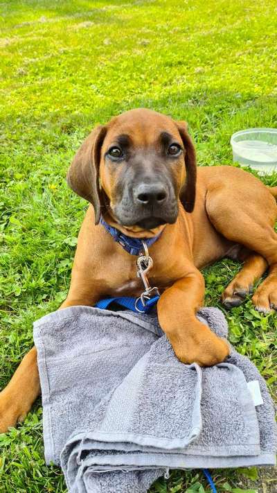 Wie groß waren eure welpen ?-Beitrag-Bild