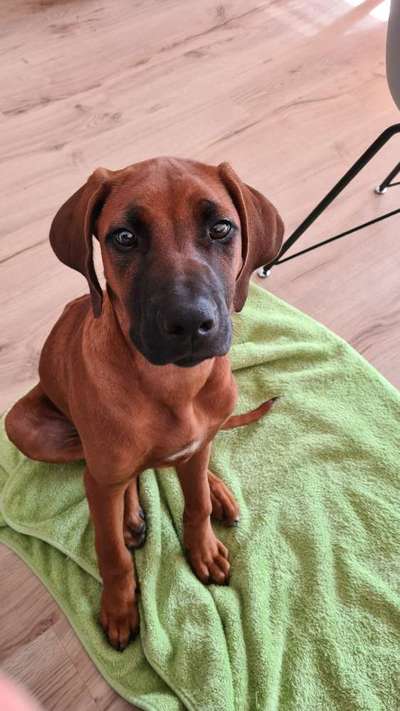 Wie groß waren eure welpen ?-Beitrag-Bild