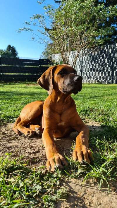 Wie groß waren eure welpen ?-Beitrag-Bild