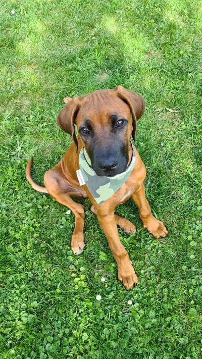 Rhodesian Ridgeback-Beitrag-Bild