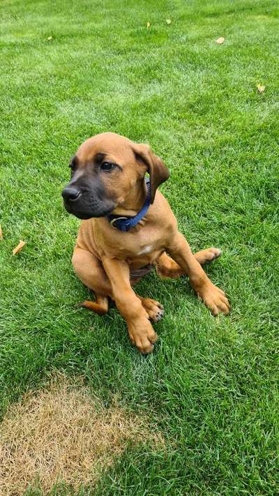 Welpen Bilder !-Beitrag-Bild