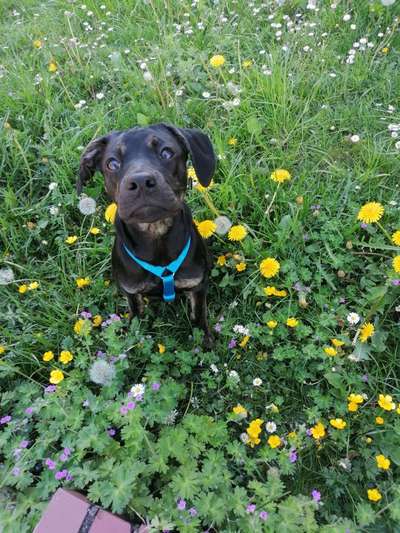 Labradorfans-Beitrag-Bild