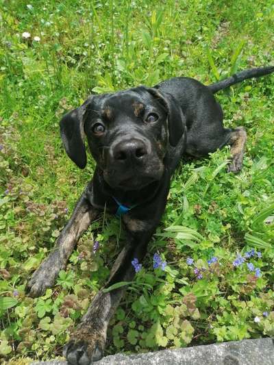 Die Dogorama Monats Challenge "Es grünt und blüht"-Beitrag-Bild