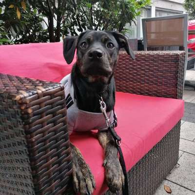 Welche Hunderasse-Beitrag-Bild