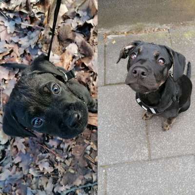 Zeigt her eure Frenchi-Beitrag-Bild