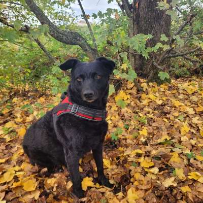 Hundetreffen-Gassirunde in Homburg  🐾🐶-Bild