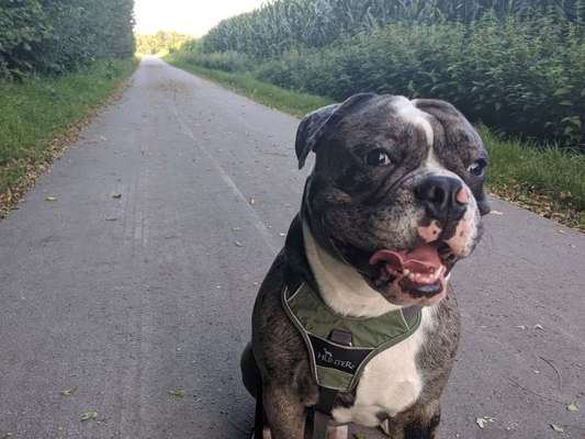 Olde English Bulldogge-Beitrag-Bild
