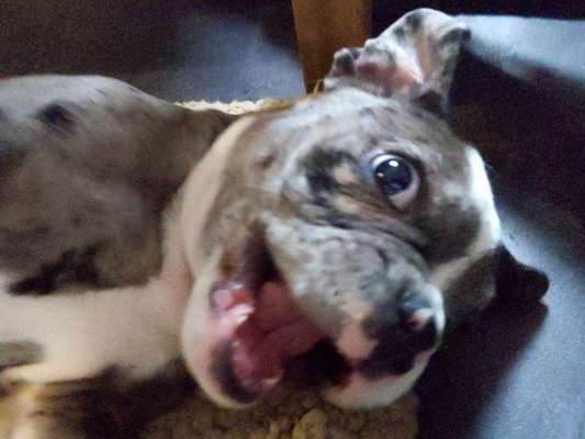 Lachen😀 eure Hunde auch so gerne😂-Beitrag-Bild