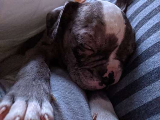 Welpen Bilder !-Beitrag-Bild