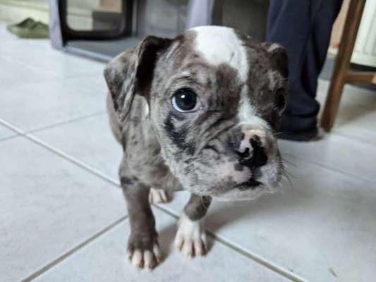 Olde English Bulldogge-Beitrag-Bild