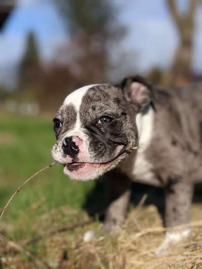 Lachen😀 eure Hunde auch so gerne😂-Beitrag-Bild