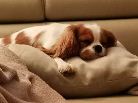 Gibt es hier auch Cavalier King Charles Spaniel Besitzer?-Beitrag-Bild