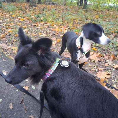 Hundetreffen-Gemeinsame Runden-Bild