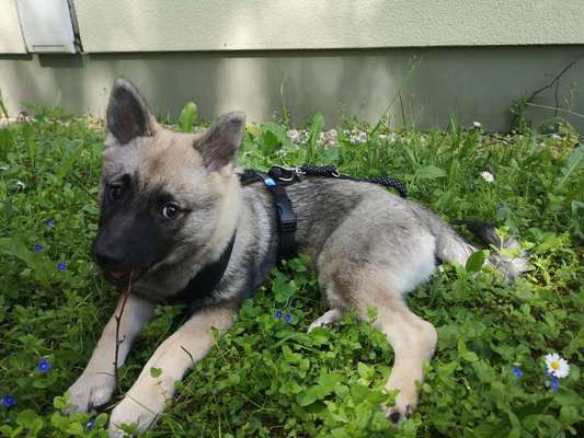 Hundetreffen-Welpentreff im Blüherpark-Bild