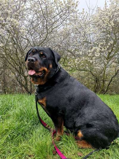 Fotochallenge No. 26                                     Wald und Wiese-Beitrag-Bild