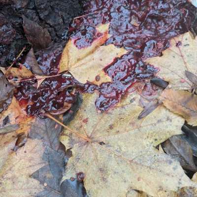 Giftköder-Blut oder ähnliches-Bild