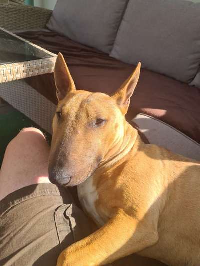 Miniatur Bull Terrier-Beitrag-Bild