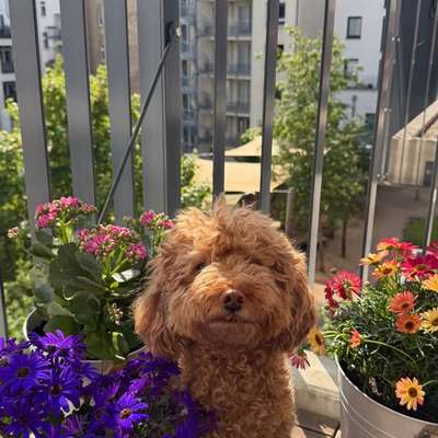Hundetreffen-Spiel- oder Spazierfreund/in für Nova🌸-Bild
