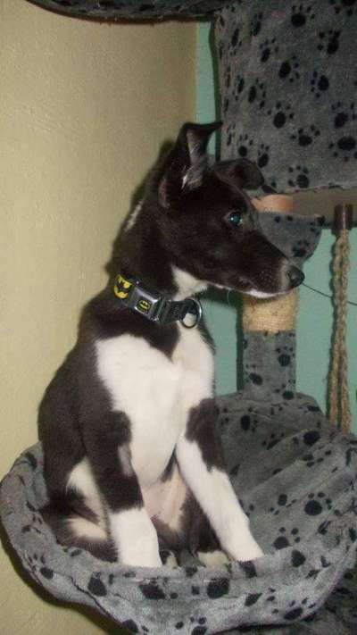 Welpen Bilder !-Beitrag-Bild