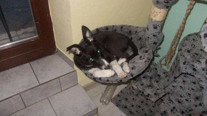 Welpen Bilder !-Beitrag-Bild