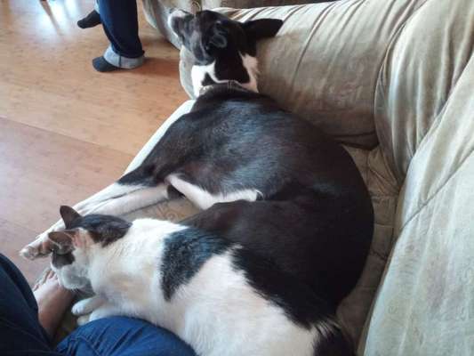 Welchen Hund hast du?-Beitrag-Bild