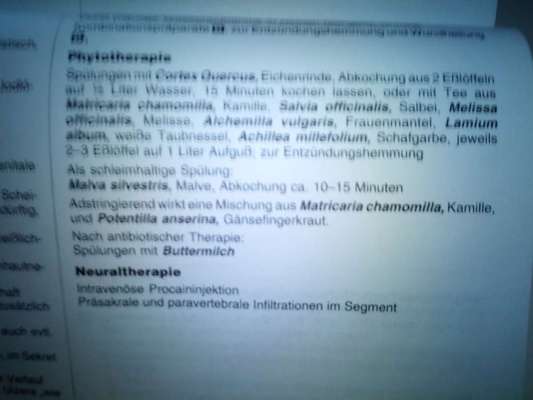 Junghundvaginitis bei einer Hündin-Beitrag-Bild