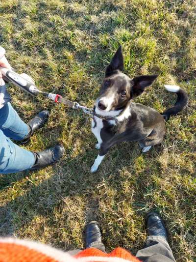 Wie heißt dein Hund?-Beitrag-Bild