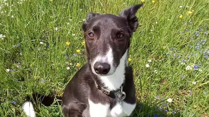 Die Dogorama Monats Challenge "Es grünt und blüht"-Beitrag-Bild