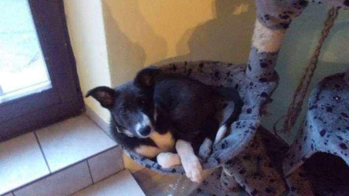 Welpen Bilder !-Beitrag-Bild