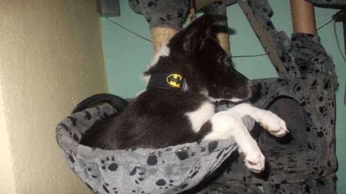 Welchen Hund hast du?-Beitrag-Bild