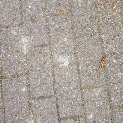 Giftköder-Vermutlich Rattengift-Bild