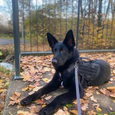 Hundetreffen-Hundetreffen in Gießen-Bild