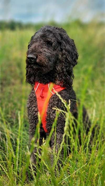 Hunde Porträt (Portrait) Galerie....-Beitrag-Bild