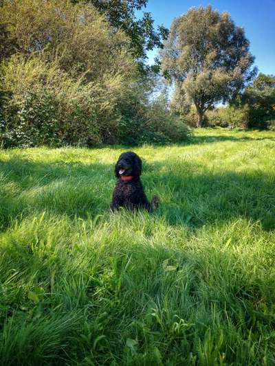 Hunde Porträt (Portrait) Galerie....-Beitrag-Bild