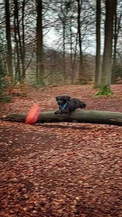 Foto -Challenge  Thema : Dein Hund Im Wald-Beitrag-Bild