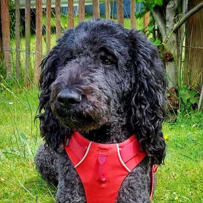 Hunde Porträt (Portrait) Galerie....-Beitrag-Bild