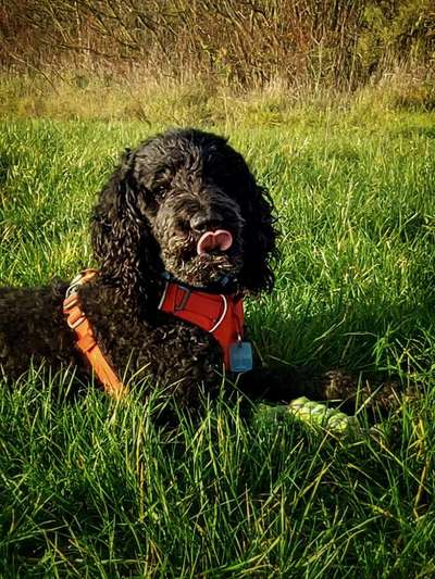 Hunde Porträt (Portrait) Galerie....-Beitrag-Bild