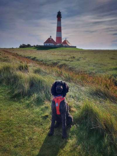 Dogorama Photo Challenge - Türme-Beitrag-Bild