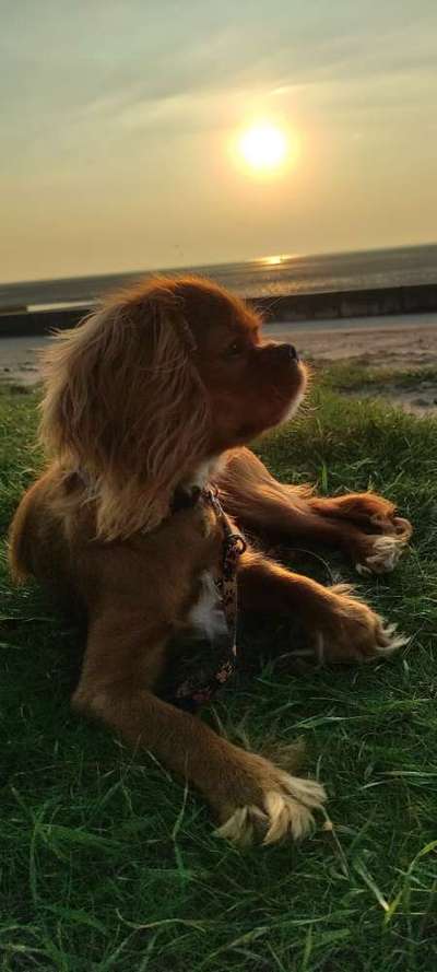 Urlaub mit Hund in Cuxhaven-Beitrag-Bild