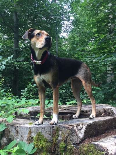 Mischlingshunde Foto Aufruf-Beitrag-Bild