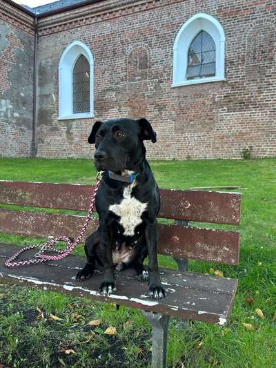 Hundetreffen-Trainingstreffen-Bild