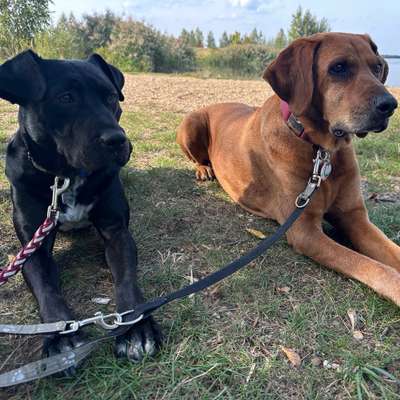 Hundetreffen-Neue Hundefreunde finden 🤩-Bild