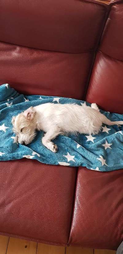 Welpen Bilder !-Beitrag-Bild