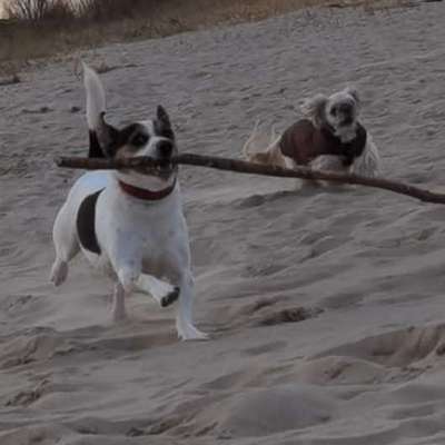 Hundetreffen-Spielstunde am abbenflether Strand-Bild