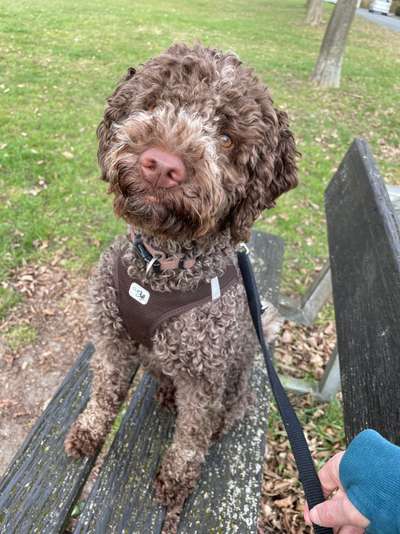 Lagotto Romagnolo Besitzer-Beitrag-Bild