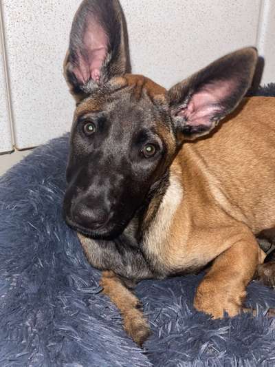 Die Dogorama Kalender Challenge Titelbild-Beitrag-Bild