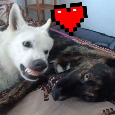 Die Dogorama Wochen Challenge-Beitrag-Bild