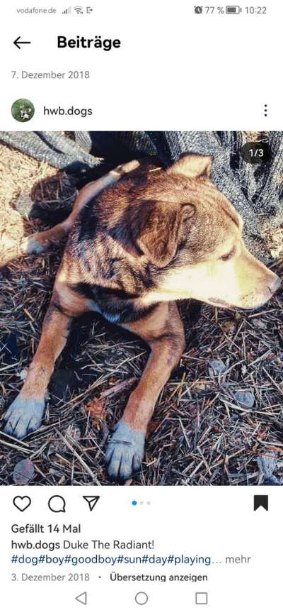 Hundetreffen-Suche nach Duke aus dem Tierschutz-Bild
