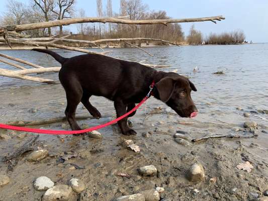 Hundetreffen-Welpentreffen Aachen-Bild